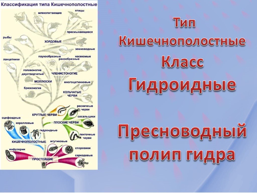 Кракен через тор браузер