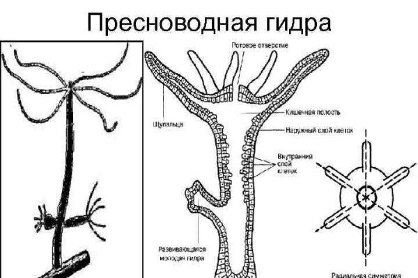 Гидра и кракен