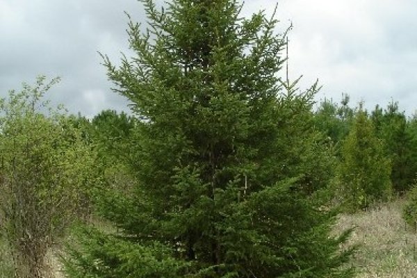Кракен наркотики в оренбурге